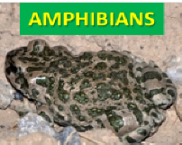 AFG AMPHIBIANS