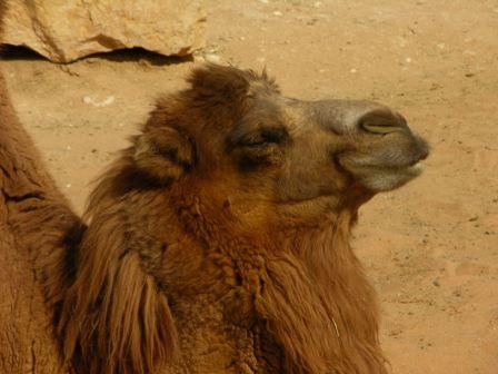 Saudi Arabian Camels - Homepage
