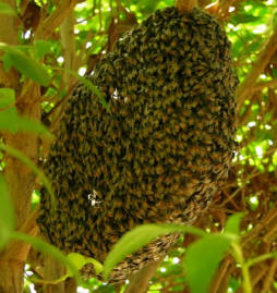 Saudi Bee Hive by John M. Regan