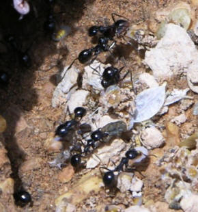 Saudi Black Ant by John M. Regan