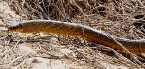Afghan Rat Snake