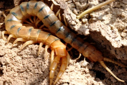 Centipede 
