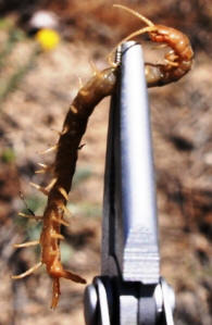 Centipedeheld with pliers