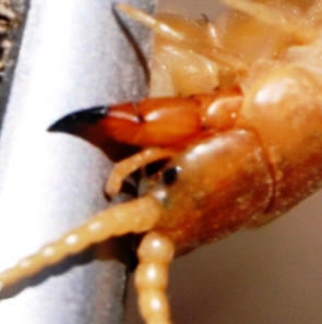 Centipede held with pliers