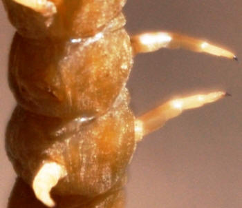 Centipede leg