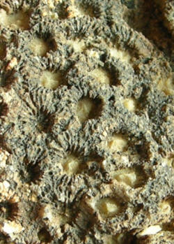 Coral Tree Fossil close up