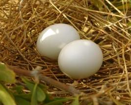 Dove Eggs