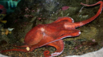 Giant Pacific Octopus by John M. Regan