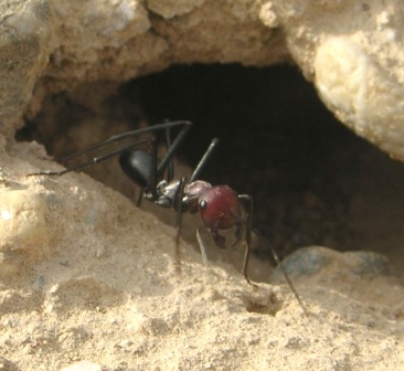 Afghan Ant by John M. Regan