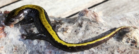 Long Toed Salamander 