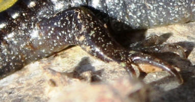 Long Toed Salamander toe