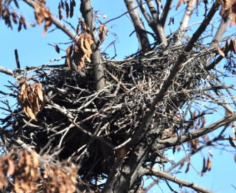 Magpie Nest