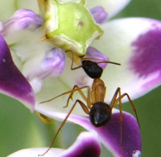 Pentagon Flower Ant