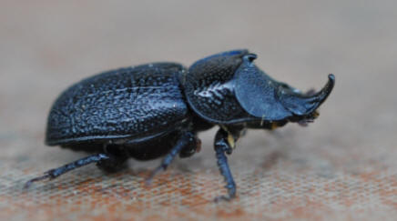 Rugose Stag Beetle by John M. Regan